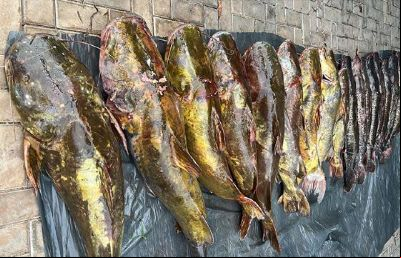 Sema doou 1,2 mil kg de pescado apreendidos para institui