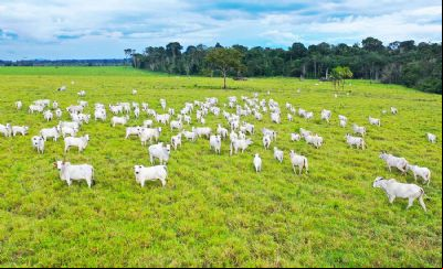 Boi gordo sobe 2,5% em Mato Grosso